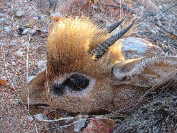 hunting-namibia-086